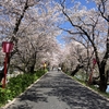 【青春１８きっぷ】　〜in岐阜〜　桜のトンネルが絶景！