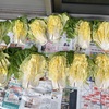 ハクサイの漬物に再チャレンジ　その2