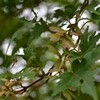 雨の剣山遊山　森のこと