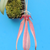 Bulbophyllum sp. from.Sumatera
