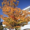 岸和田駅前で紅葉見物