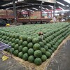 西安の果物市場（写真）