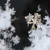 雪の日のお約束