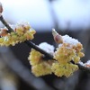 朝起きたら雪化粧していました！