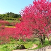 「天国に一番近い里川角（かいずみ）」の花桃を愛でに行く ⑤