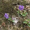 道草をしながら
