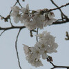 御徒町桜開花していました！