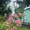 上海で茶花探し　～百日紅～