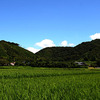 鳥を撮りたい