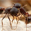 Loài kiến, côn trùng cổ nhất hành tinh còn sống
