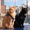 連れションの今