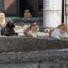 深島のねこさん