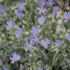 ある花きセンターの花