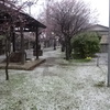 桜のち風雪注意報