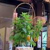 愛宕神社千日詣り(ほうづき市)