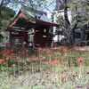 彼岸花 柏持法院