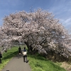 禁酒35日目　はちと満開の桜