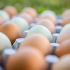 卵を買う時はここを見て選ぼう！
