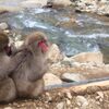 地獄谷野猿公苑へ行って来ました！