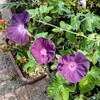 鉢植えの朝顔が三つ咲きました