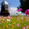 今年も行っちゃいました！あけぼの山農業公園のコスモス！の お写ん歩(*^-^*)