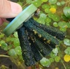 どんどんメダカが孵化、どんどんヌマガエルが出現