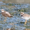 南浜公園のコチドリ
