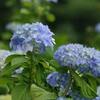 紫陽花 〜カナヘビさんがかくれんぼ〜