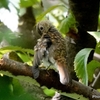 日本　7月12日の文殊の森公園の野鳥たち