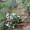 デュランタ宝塚など購入した花苗の特徴と育て方のポイント