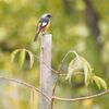 駿府城公園のジョウビタキ他