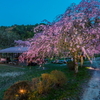 中山道のしだれ桜、、