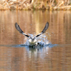 鳥見休みの番外編　「ミコアイサ♂離水飛翔....」