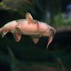 バガリウス属の1種