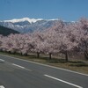 日本三大桜名所