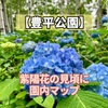 【豊平公園】紫陽花の咲く場所や見頃に園内マップ