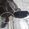 クサガメ　かめたろーの脱皮
