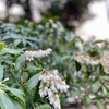 如月の花〜馬酔木と和歌〜