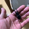 自宅の網戸にクワガタが来た！！　自由研究の題材にカブトムシ？
