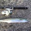 魚偏に春と書いて鰆(サワラ）！