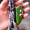 家庭菜園7月の収穫だより：新鮮で美味しい夏野菜たち