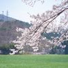 福島の桜を見に行ってきました