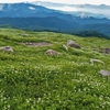 ８月初め、月山東側斜面の雪渓がとけたばかりのところには　ようやく春の花が咲きました