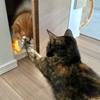 逃げられないパイセンに猫パンチ！