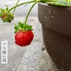 アリ喰い苺　🍓🐜