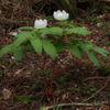 日陰の花　日向の花