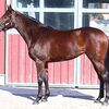 今回も牡馬の期待馬相手で苦戦は覚悟していたも、東京への長距離輸送で馬体重が１８キロ減ではレース前から万事休す。レースでも手綱を引く場面があったりとスムーズさを欠いてしまう。★ヴェルトハイム