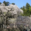 咲きこぼれる樹齢500年の妖艶さ　小川諏訪神社シダレザクラ（福島・いわき）