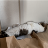 身体を真っ直ぐにして寝ているきなこもち♪
