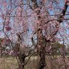 東京も桜咲きました 